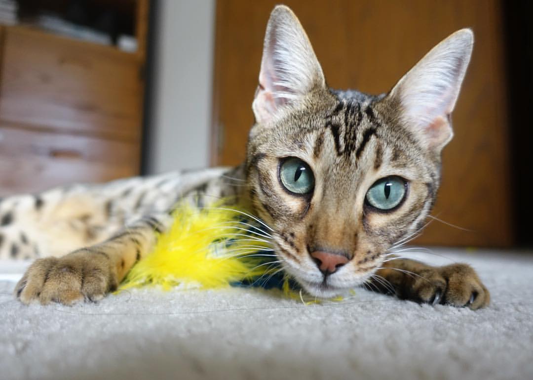 冷门与回归，东南亚羽坛震荡，桃田贤斗宣告王者归来