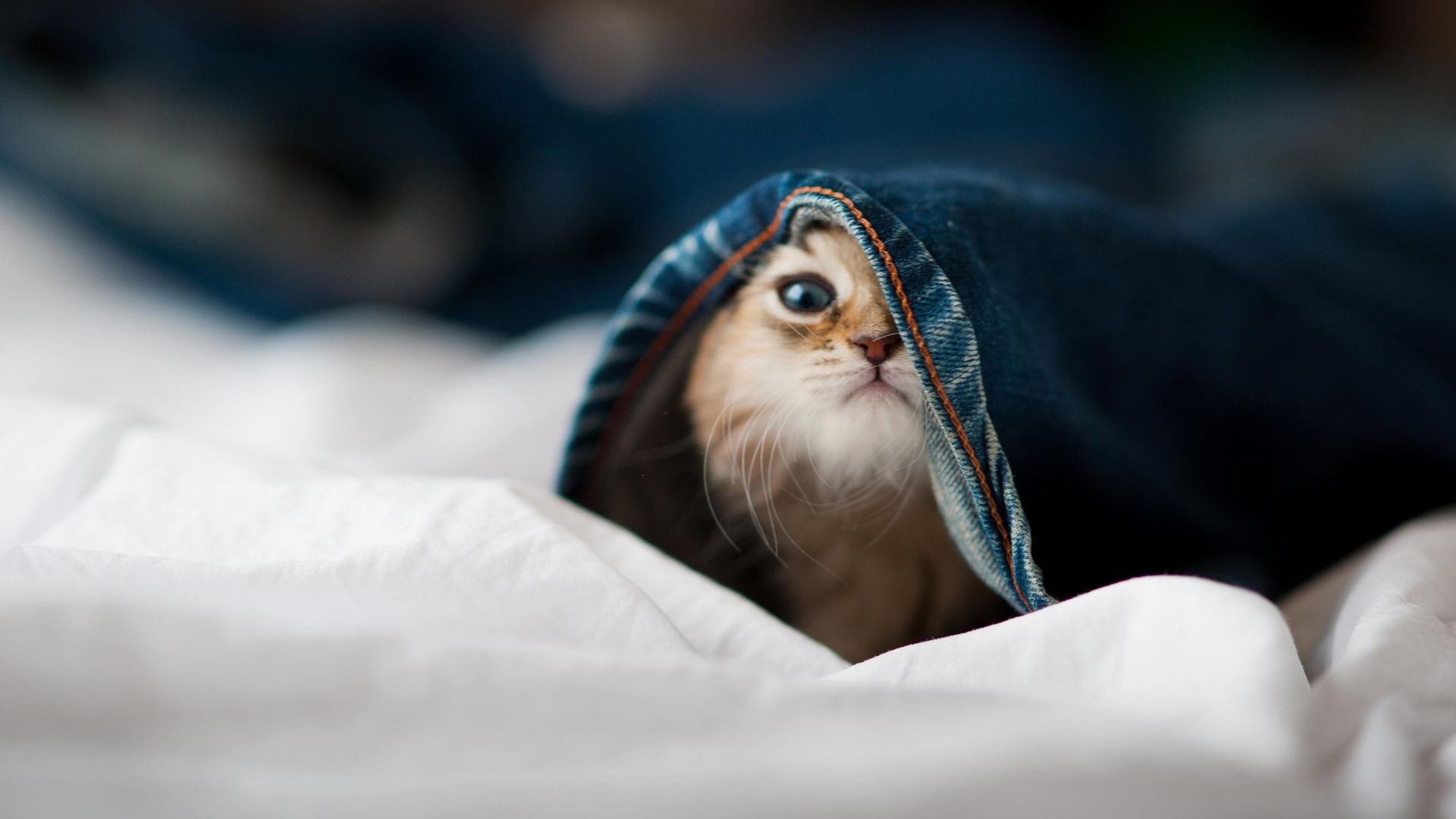 当活塞掀翻浙江队遇见保罗接管欧冠，一场跨越次元的体育交响曲