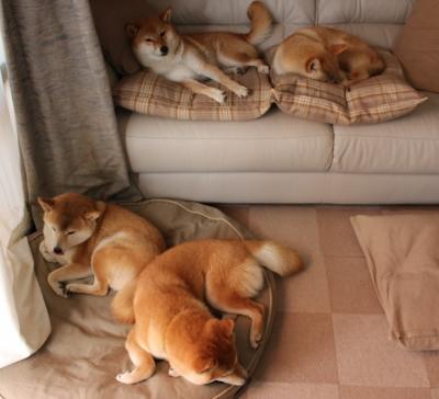 伊布天神下凡！比利时神锋一击制胜，皇家社会悬念早失