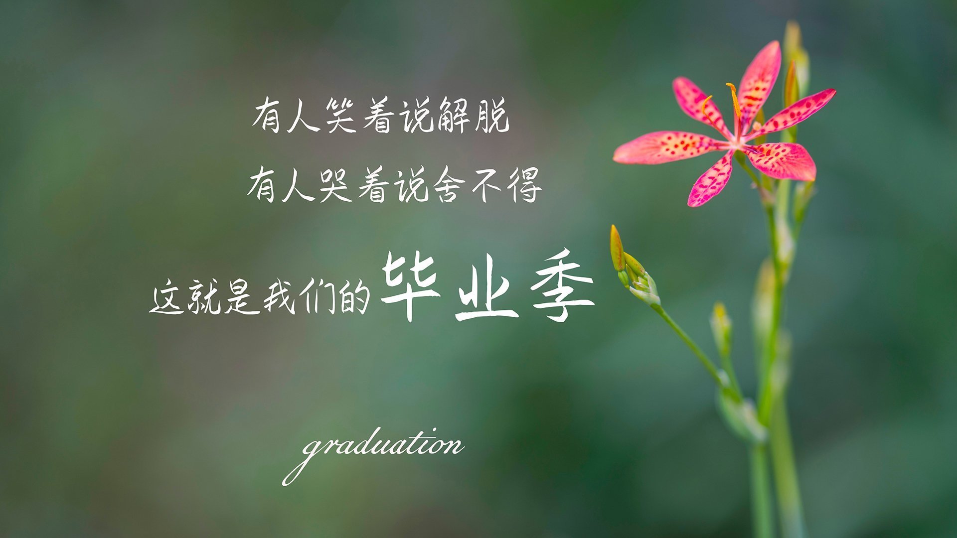 绿茵统治力与木地板智慧,英超焦点战与掘金胜利背后的竞技哲学