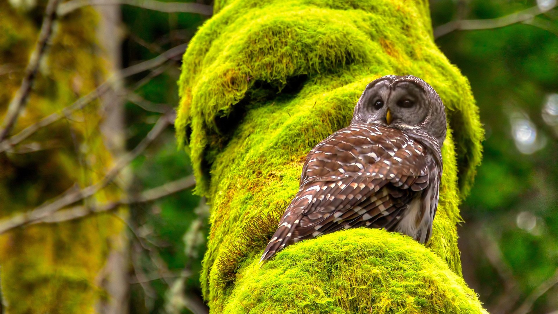 错位时空，当阿森纳带走德国，若日尼奥在NBA总决赛接管比赛