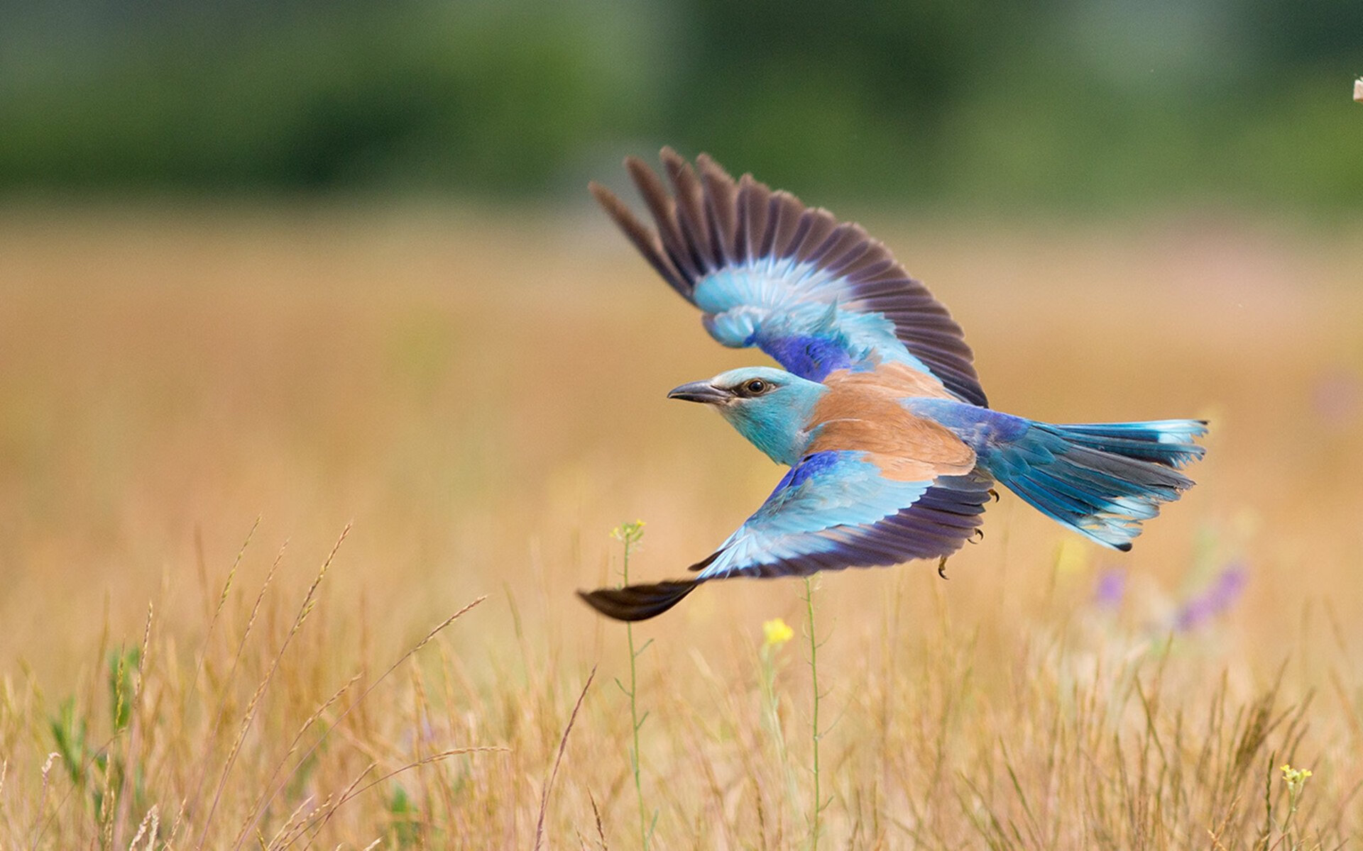 错位时空，当阿森纳带走德国，若日尼奥在NBA总决赛接管比赛