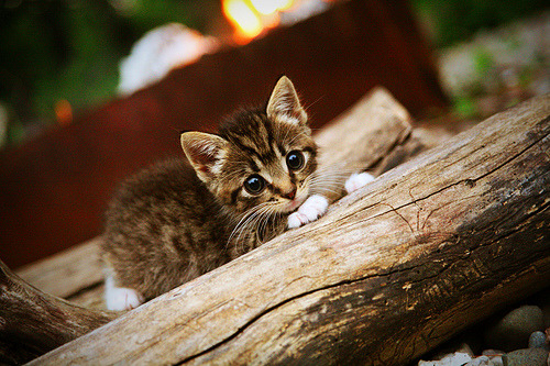 武切维奇降维打击?新疆战雷霆,他用一场比赛重新定义亚洲篮球天花板