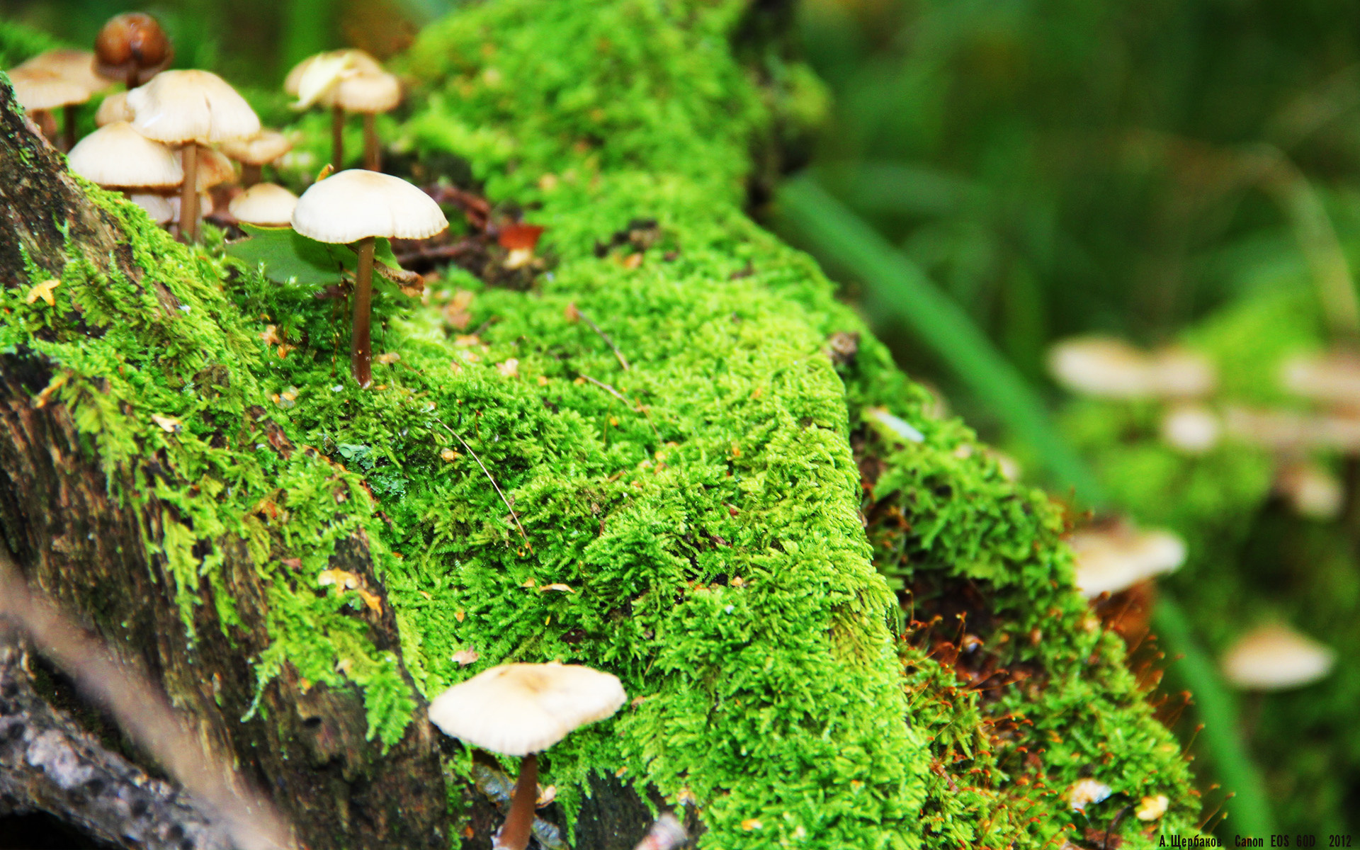 北境蓝黄,终结太极虎,三笘薰的美加墨加冕之战