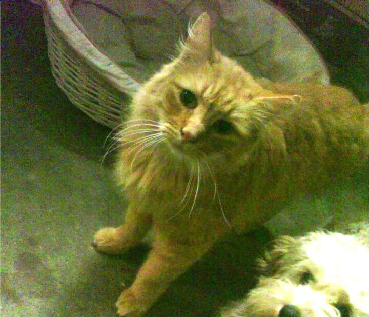 玻利维亚战术基因在阿森纳开花结果，萨卡爆发背后的足球地理学启示