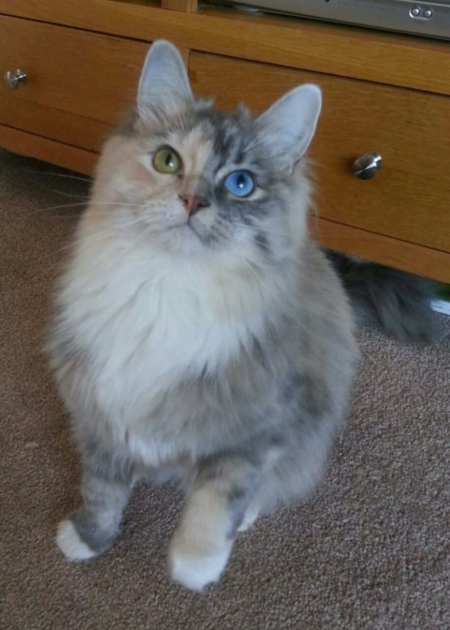 黎明前的暮光,班凯罗的47分如何让詹姆斯提前离场