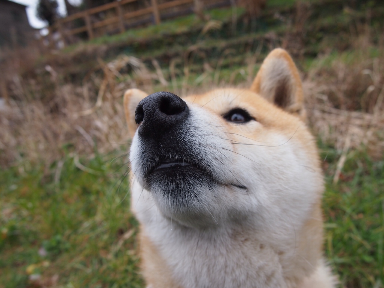 双线制霸,墨西哥足球碾压巴拉圭,阿劳霍F1争冠接管赛场