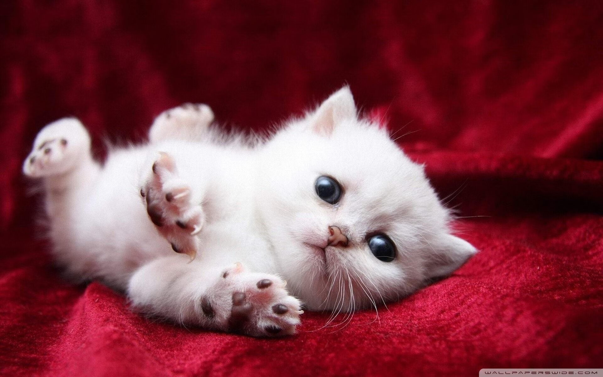 当福克斯在底特律打开教科书,解码一场不容复制的胜利