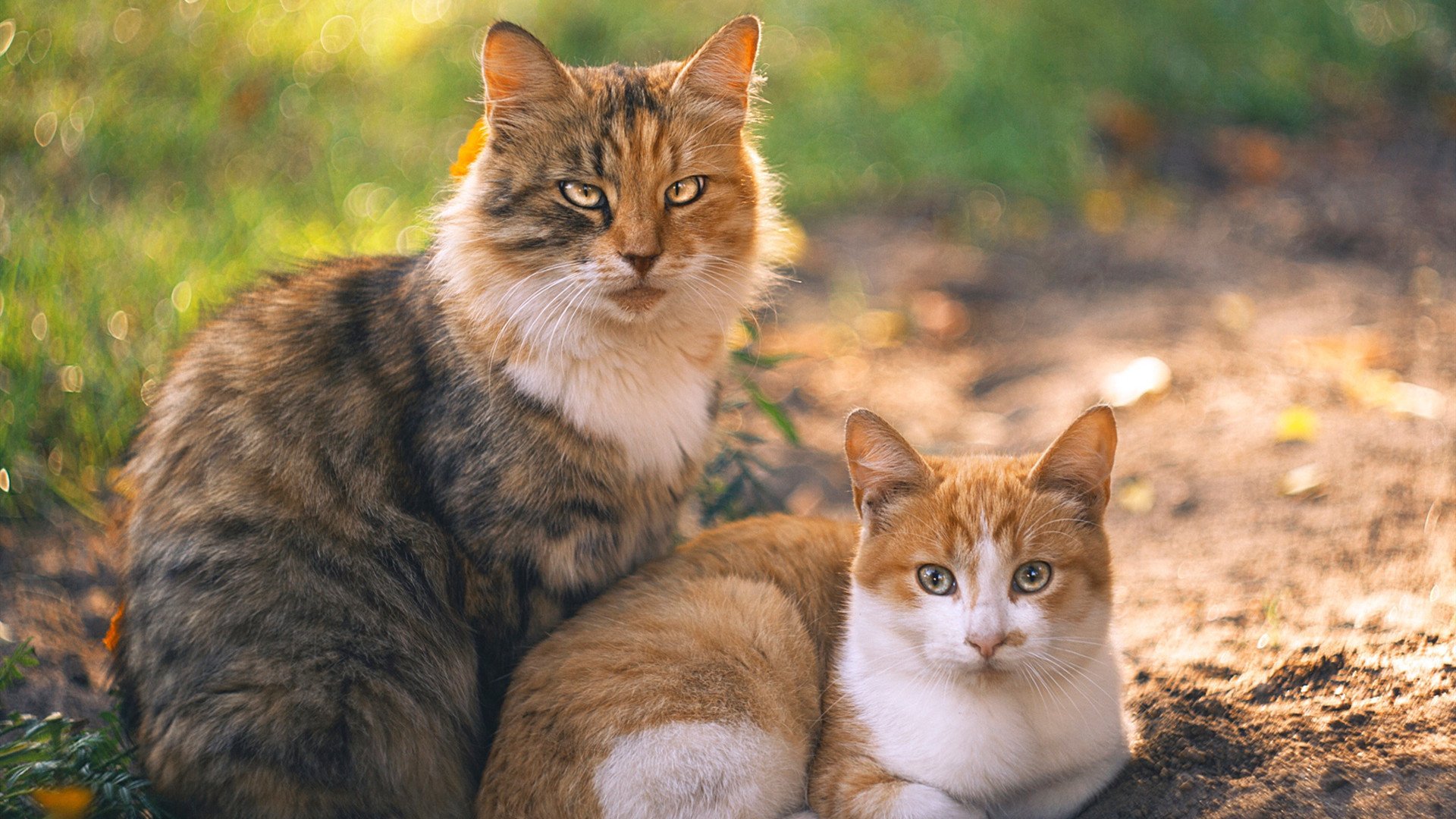 拉什福德幽灵进球？平行时空的土耳其逆转洪都拉斯