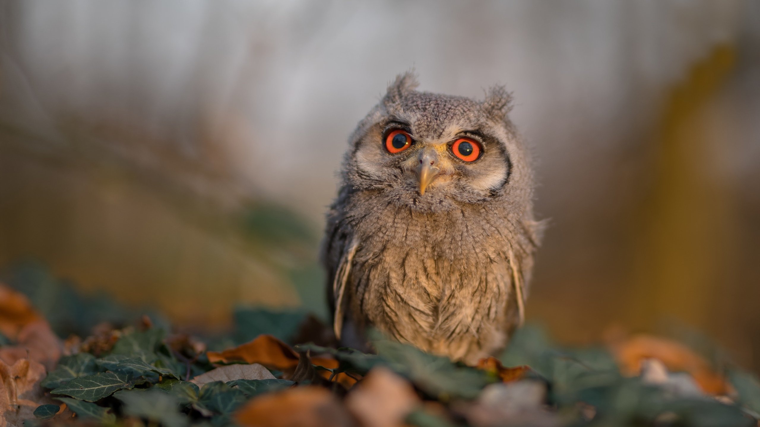 掌控的双面，曼城的洪流与莫德里奇的溪流—论现代足球的不可解