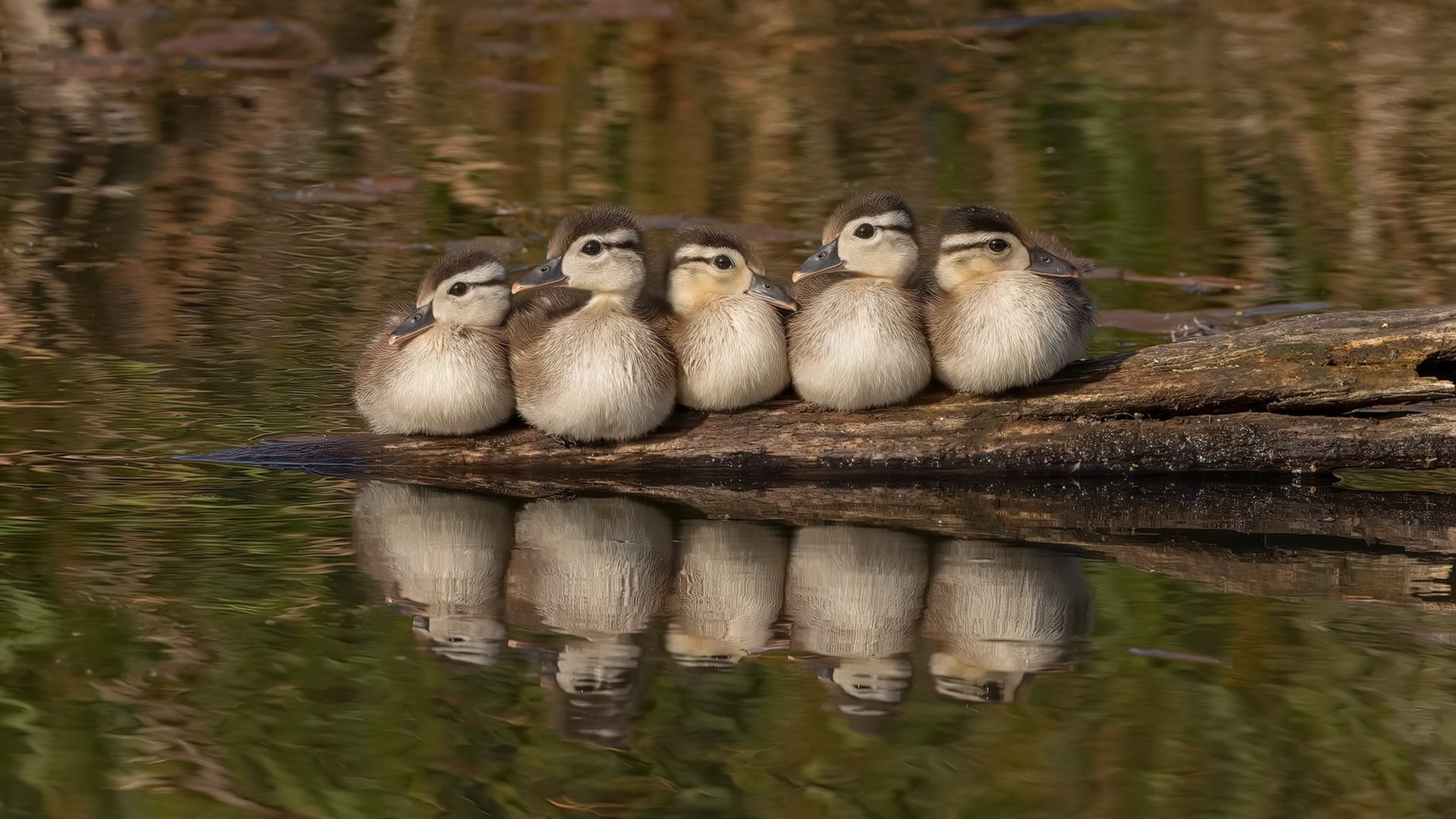 足球地理学奇观，莱比锡红牛的德式高压如何封锁了厄瓜多尔的战术基因？