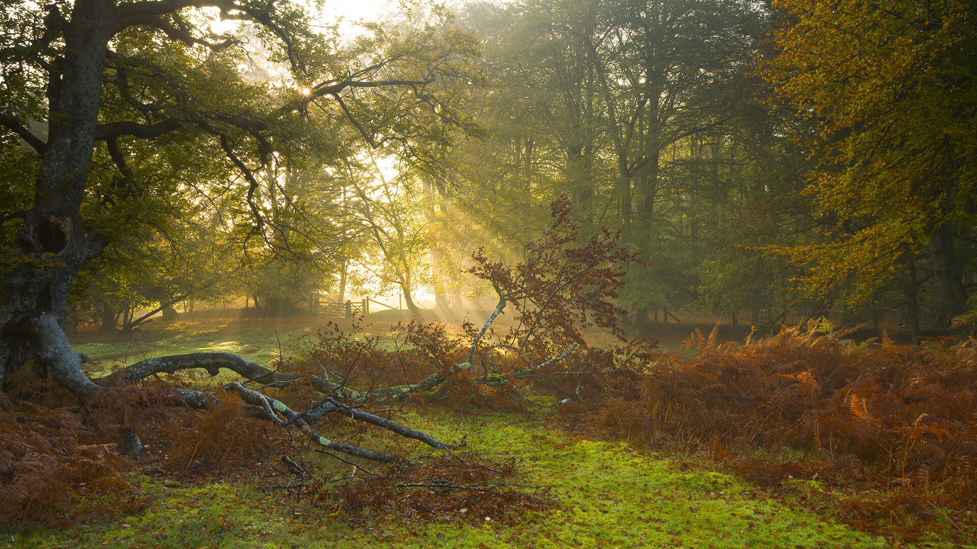 钢铸莲花,巴斯托尼封喉时刻的无声美学