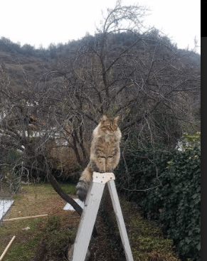 霍勒迪的凌晨四点半,那记点燃奇才与步行者之夜的绝命三分