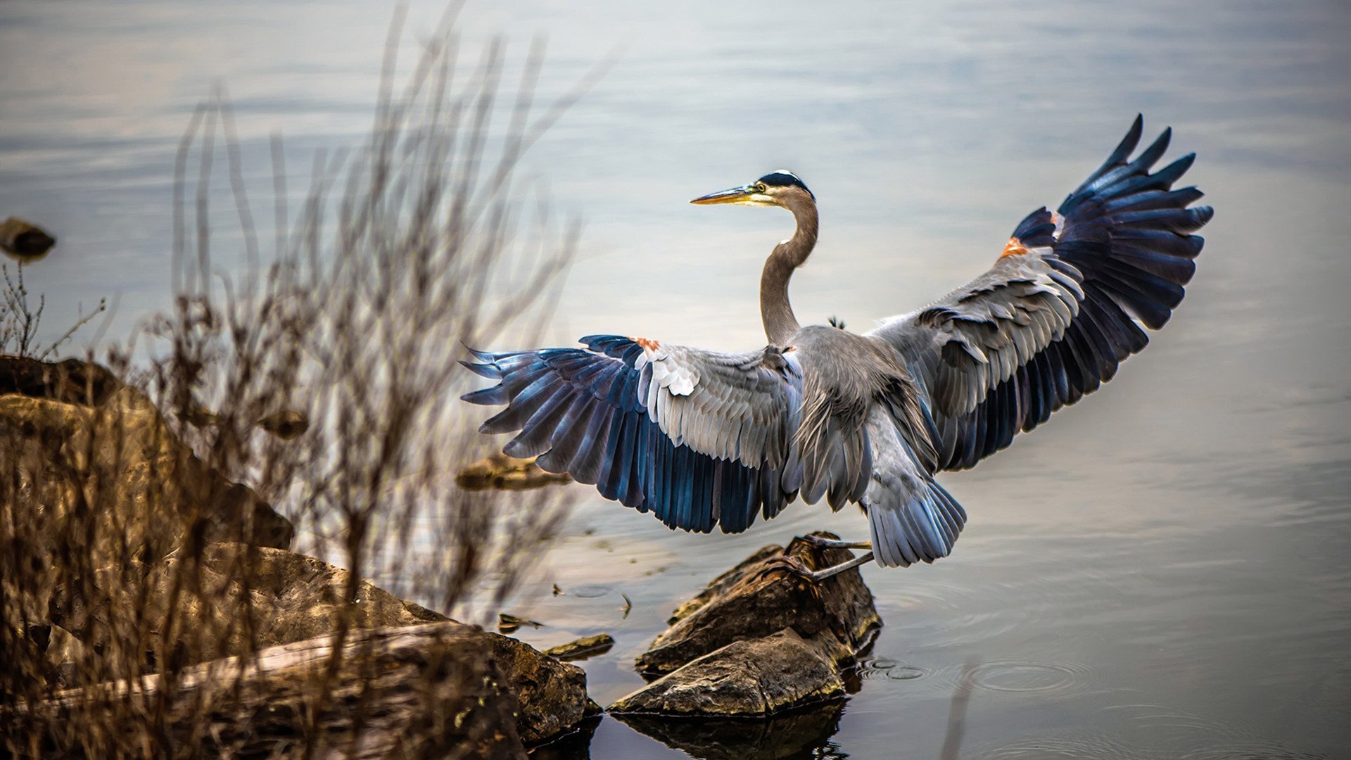 孤胆天降！锡安化身胜负手，吉林爆冷胜爵士